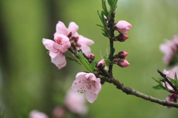 女命时柱外桃花解析：情感风云中的秘密与挑战
