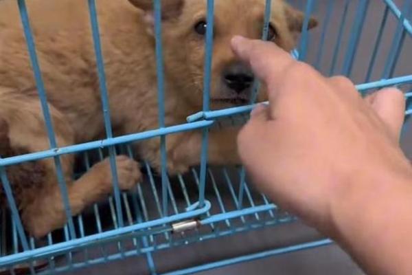 小狗勇救主人，这段温暖感人的故事令人泪目！