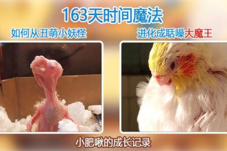 鹦鹉的魔法：说出你心中的每一个秘密