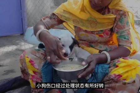 小狗勇救主人，这段温暖感人的故事令人泪目！