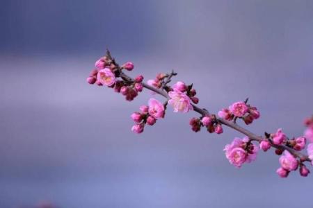 命里的桃花:缘分与爱情的象征,你了解吗?