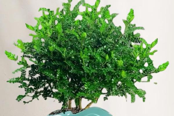 为木命之人推荐的植物摆放与养护技巧