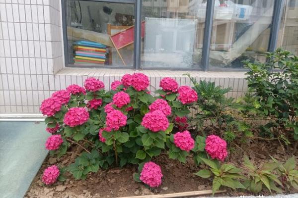 命里的花红命：探秘鲜花背后的运势与性格