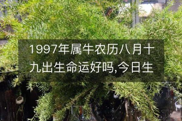 揭秘1997年牛年出生者的命运与性格轨迹