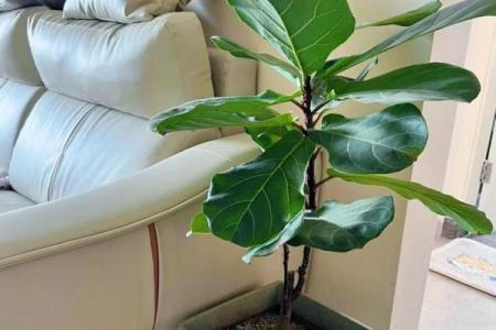 为木命之人推荐的植物摆放与养护技巧