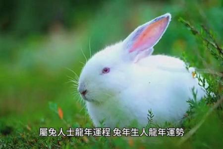 属兔人的命运与性格解析，揭示兔年生人的真实内涵！