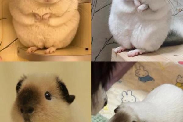 命里缺土的人适合养什么宠物？让我们来探讨一下！
