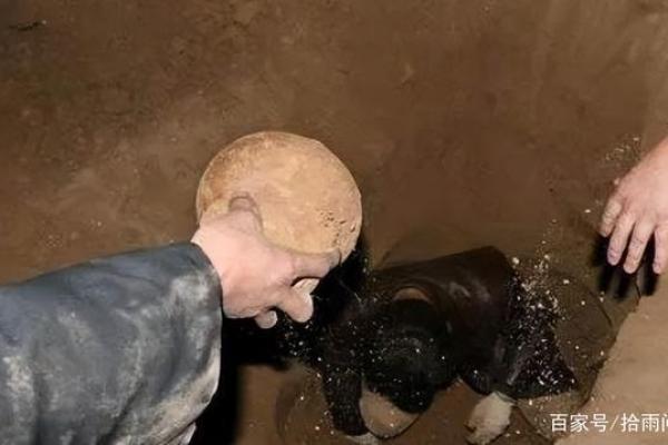 临盆前一尸两命：探讨生命与死亡的脆弱边界