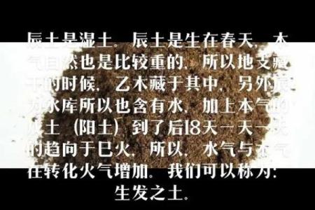 探秘八字命理：女命时柱乙木巳火的深刻含义与启示