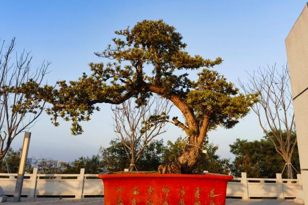 探索命理中的乙木：象征与影响解析