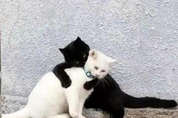 猫狗的命，幸福与忠诚的缘分