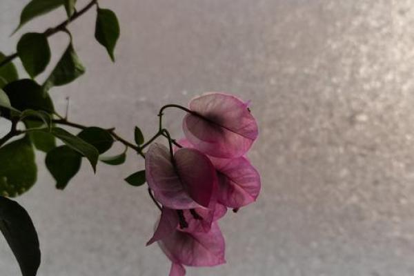 拼搏与坚持：你为什么拼过命？探寻生命的意义与价值