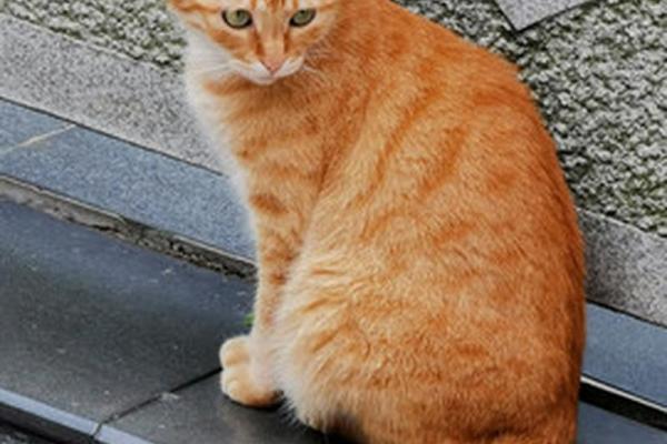 九命猫的命格解析：你家猫咪的神秘命运与性格特征