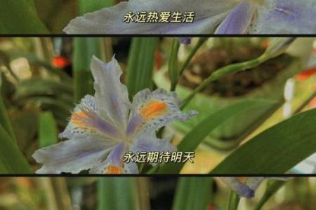 乱世中的相依为命:那些陪伴我们走过艰难时光的歌声