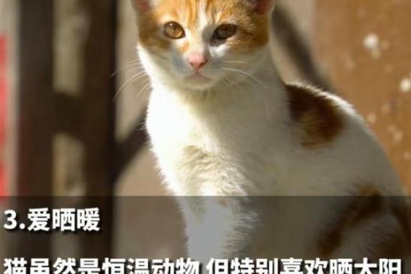 猫咪的九条命：解读生命的韧性与谜题