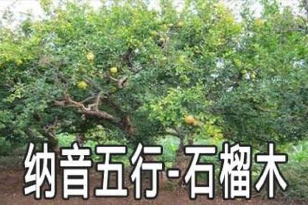 命里木命的深层解析：探寻木命人的独特性格与生活哲学