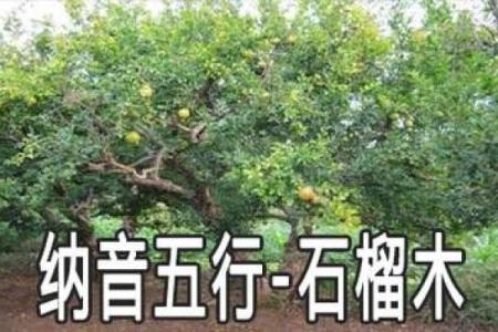 命里木命的深层解析：探寻木命人的独特性格与生活哲学