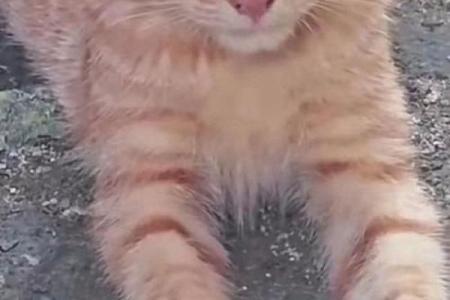 揭秘噜噜猫咪的命运:它们背负着怎样的生活和故事?