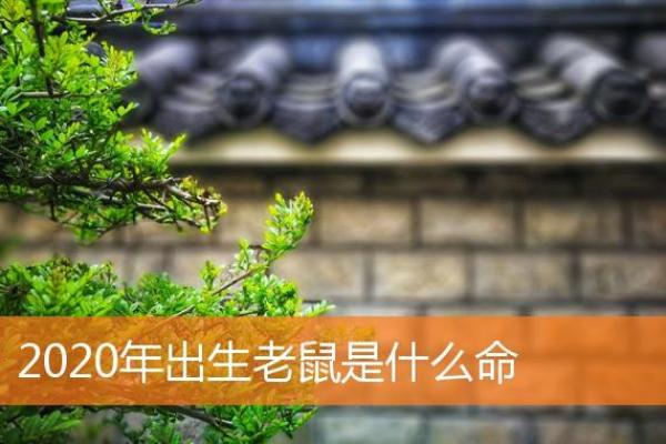 顺应老鼠命，生活更顺畅的秘诀分享