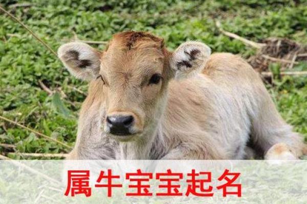 牛年女孩命理解析：小名背后的深意与人生方向