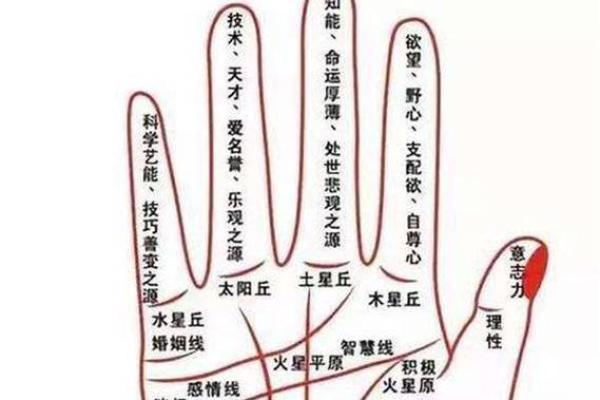 女人手上特征与命运的秘密：从手相看幸福与成功的可能性