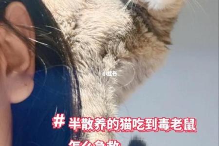 顺应老鼠命,生活更顺畅的秘诀分享