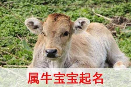 牛年女孩命理解析：小名背后的深意与人生方向