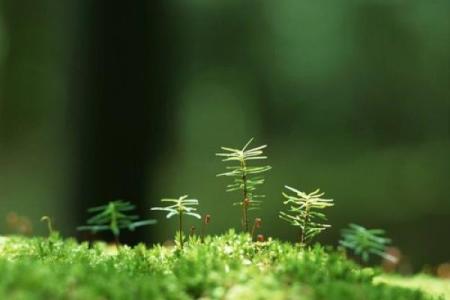 命里带绿：谁说绿是种平淡生活的象征？