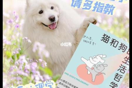 探索“猫多命”的深刻哲理与生活智慧