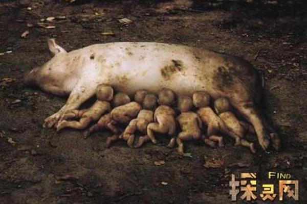 命里猪拱栏的深层意义与人生启示