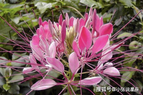 女命旺夫发福的深刻意义与影响探讨