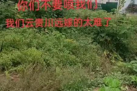 拼了命想念你:从歌词到心声的情感之旅