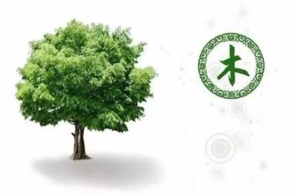 龙眼木命与其他命理的相克关系探讨