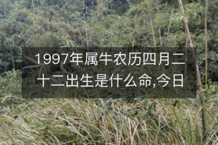 农历八月出生的牛命解析：性格特征与命运影响