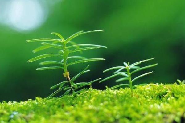 命里缺木的人适合养哪些花？探寻花卉与命理的最佳结合