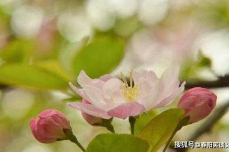 农历5月25日出生男生的命运解析:优雅与坚韧的结合
