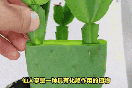 炉中火命人养什么植物能旺财?教你如何选择!