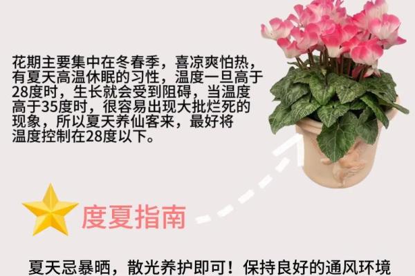 缺水男命适合养的植物推荐与解析