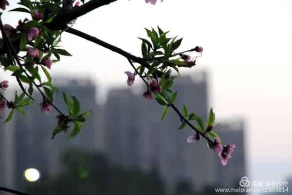 探究兰花命：花开富贵的人生之路
