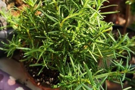 缺水男命适合养的植物推荐与解析