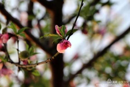 探究兰花命：花开富贵的人生之路