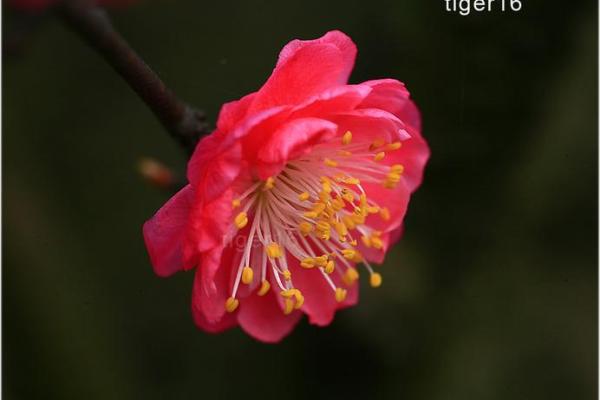 女命沐浴桃花：2朵桃花背后的浪漫与寓意
