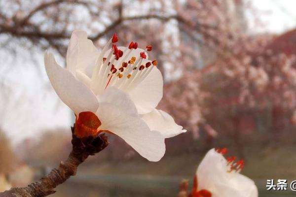 女命沐浴桃花：2朵桃花背后的浪漫与寓意