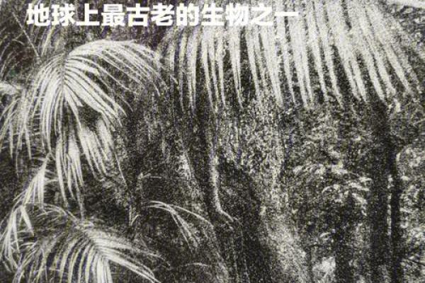 揭开命与运的面纱：命运的深层解读与思考