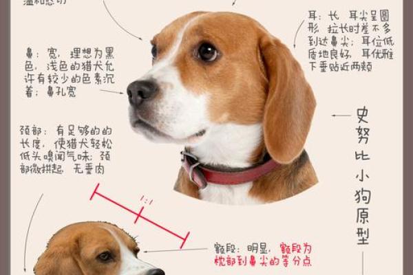 农历三月出生的狗，命运揭密与性格解析