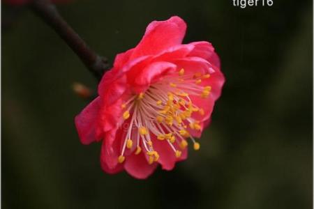 女命沐浴桃花：2朵桃花背后的浪漫与寓意