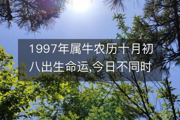 牛年出生的五行命运解析：揭开命理的神秘面纱