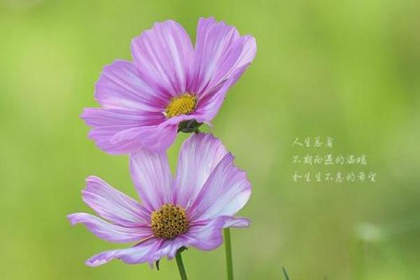 探索九月六号出生女孩的命运与特征，揭示她们的独特人生轨迹