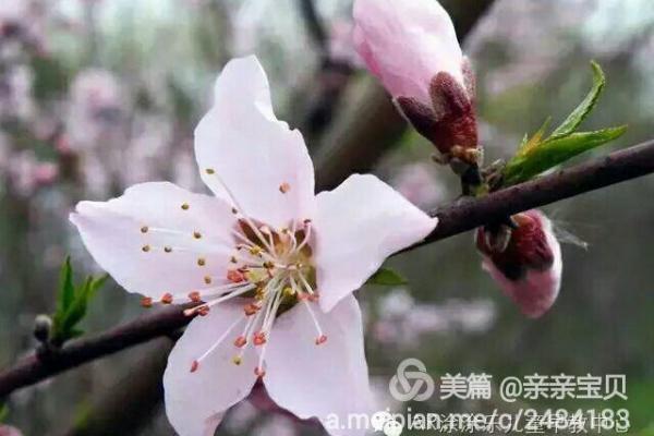 农历冬月出生的人：命理揭秘与人生轨迹