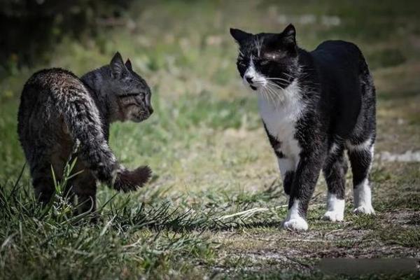 流浪猫的命运：在城市中生存的勇敢灵魂